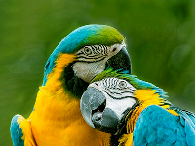 Expedicion Tambopata 4 Days / 3 Nights