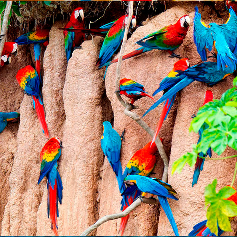 Expedicion Tambopata 4 Days / 3 Nights